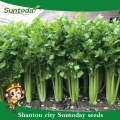 Suntoday vegetal F1 crecer repollo chino surtido de apio fresco de Europa semillas híbridas vegetales de alto tiempo para semillas de venta (A4300)